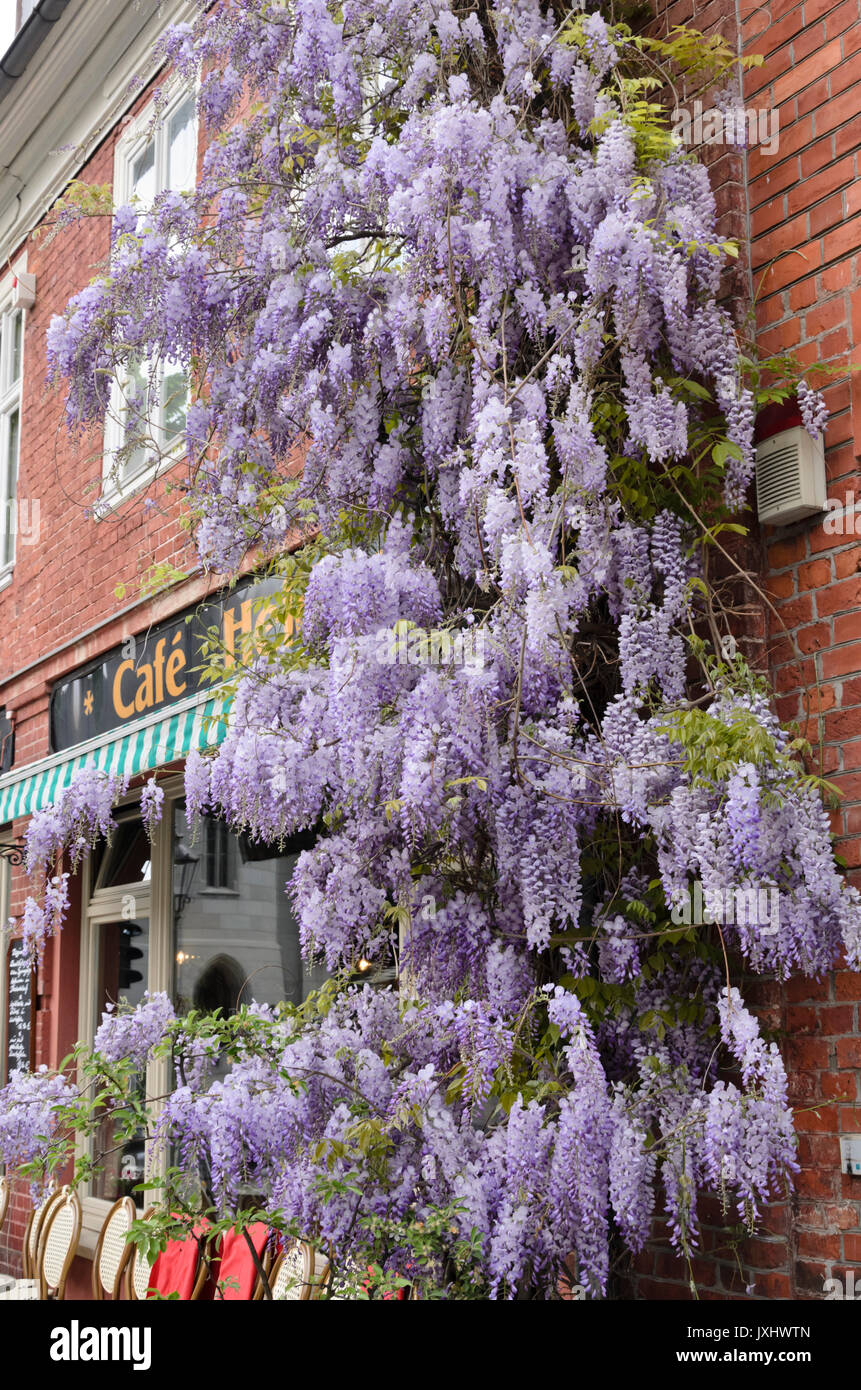 Wisteria (Wisteria) Stock Photo