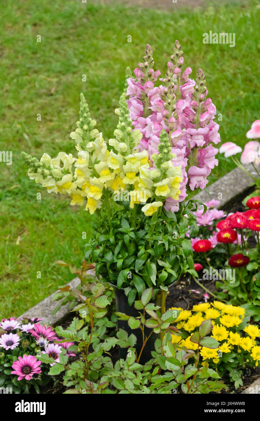 Snapdragon (Antirrhinum majus) Stock Photo