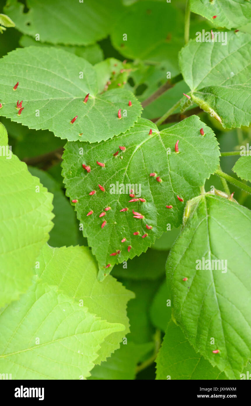 Lime (Tilia) and linden gall mite (Eriophyes) Stock Photo