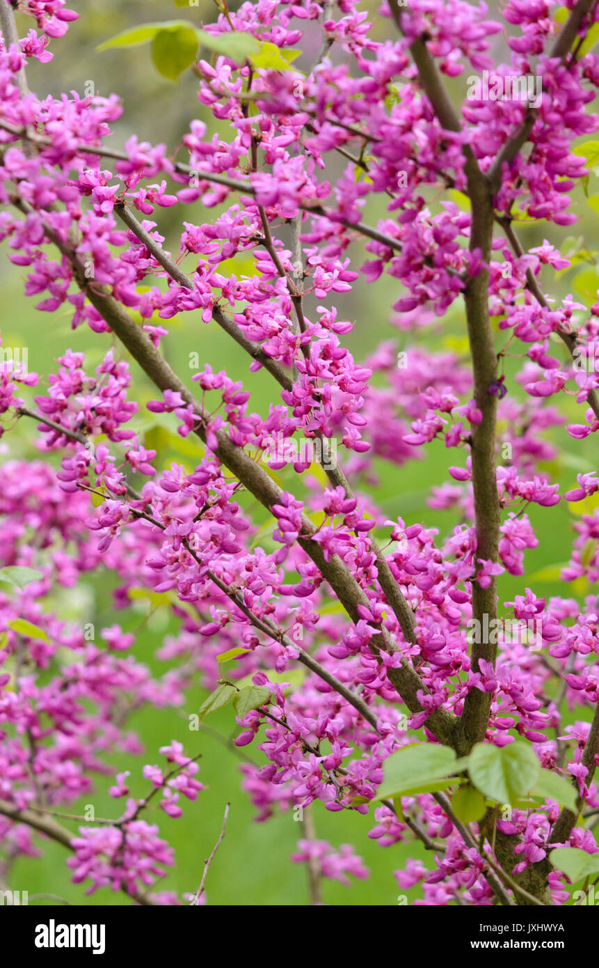 Chinese redbud (Cercis chinensis) Stock Photo