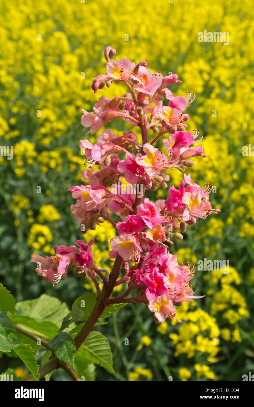 Red horse chestnut (Aesculus x carnea) Stock Photo