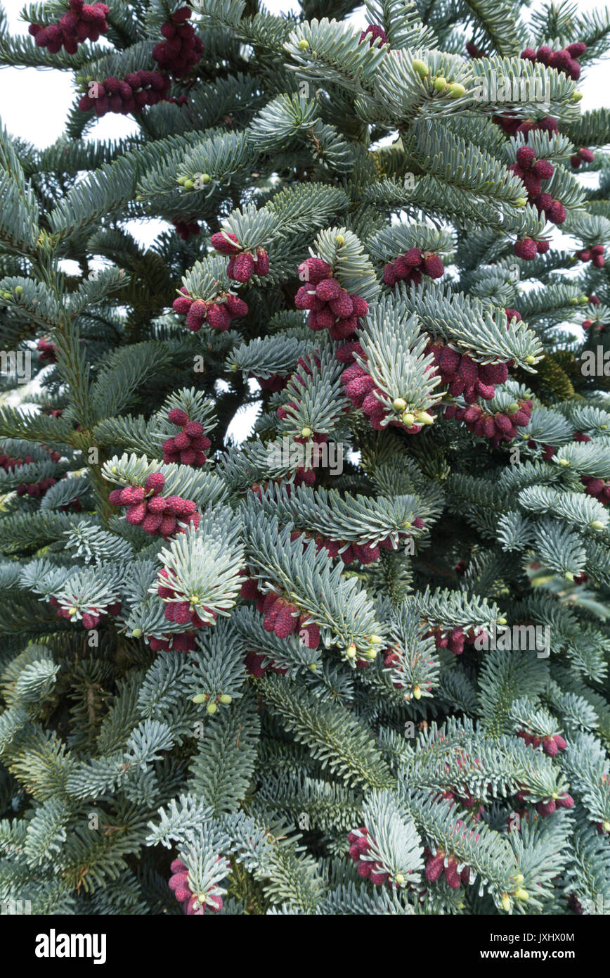 Noble fir (Abies procera 'Glauca') Stock Photo