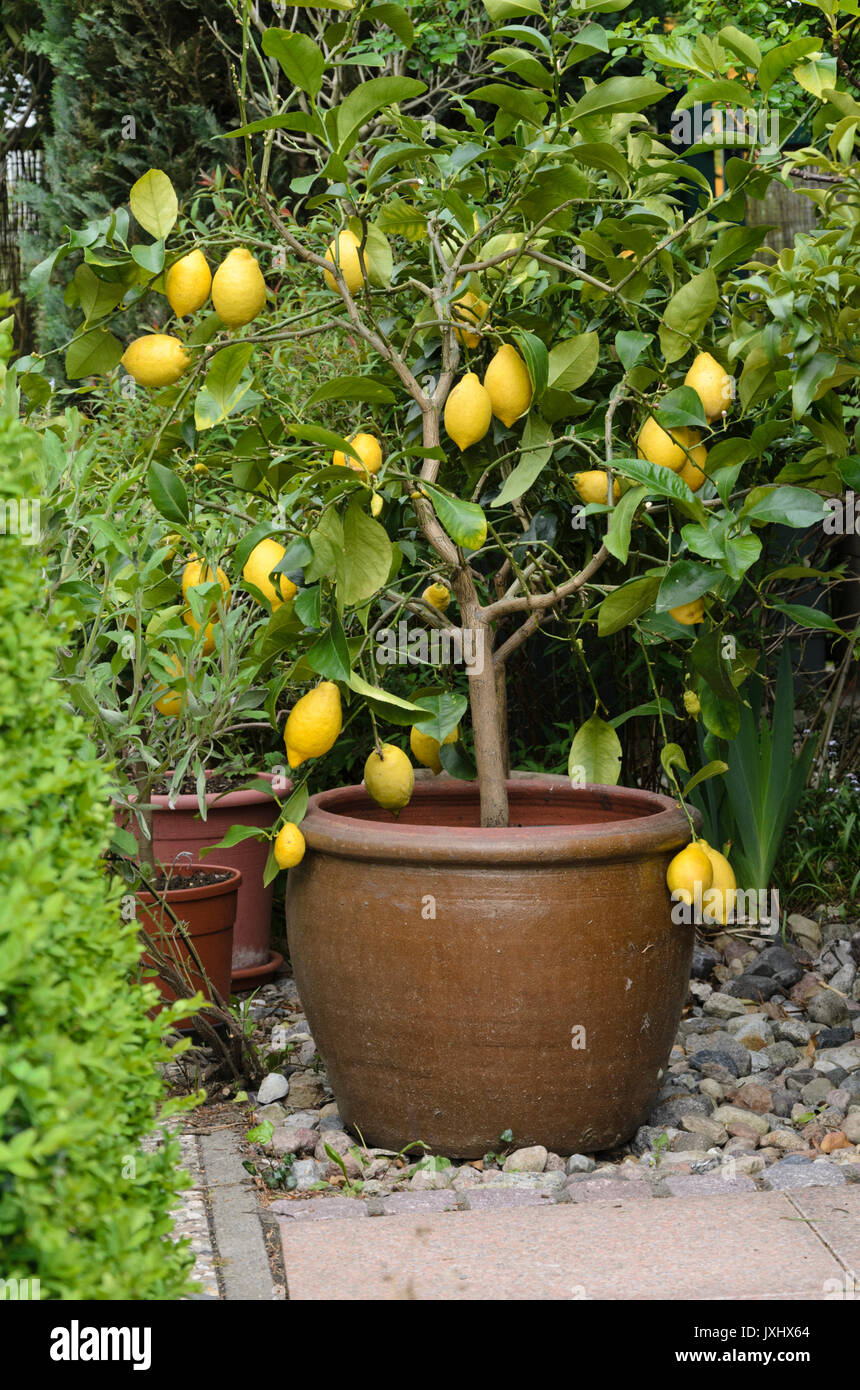 Lemon (Citrus limon) Stock Photo