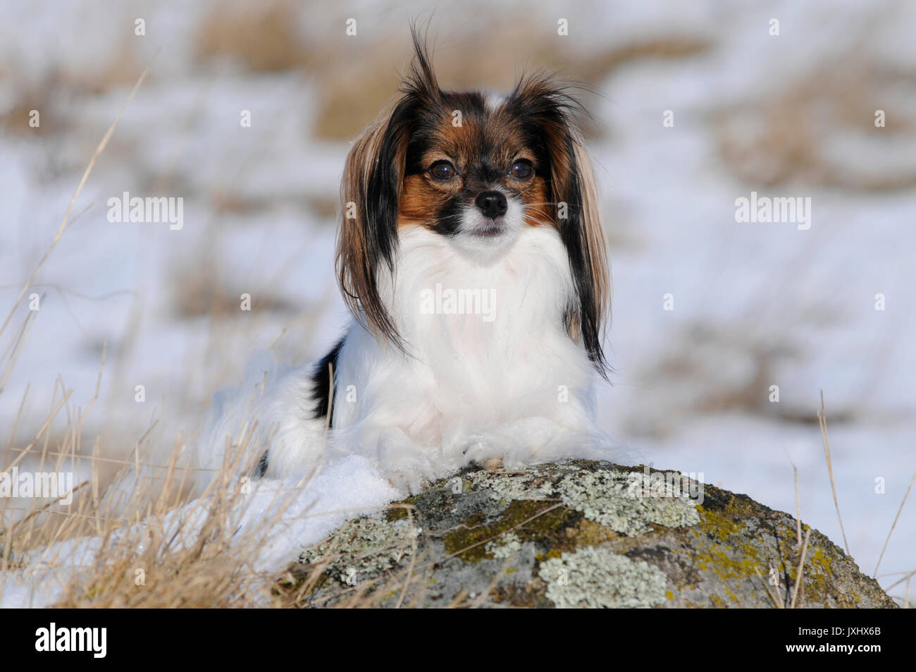 Phalene, Continental Toy Spaniel, Epagneul Nain Continental, female, white, red sable Stock Photo