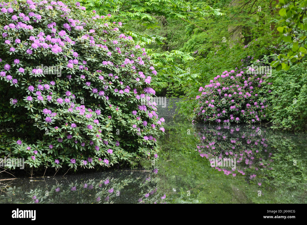 Azaleas (Rhododendron) at a pond Stock Photo - Alamy