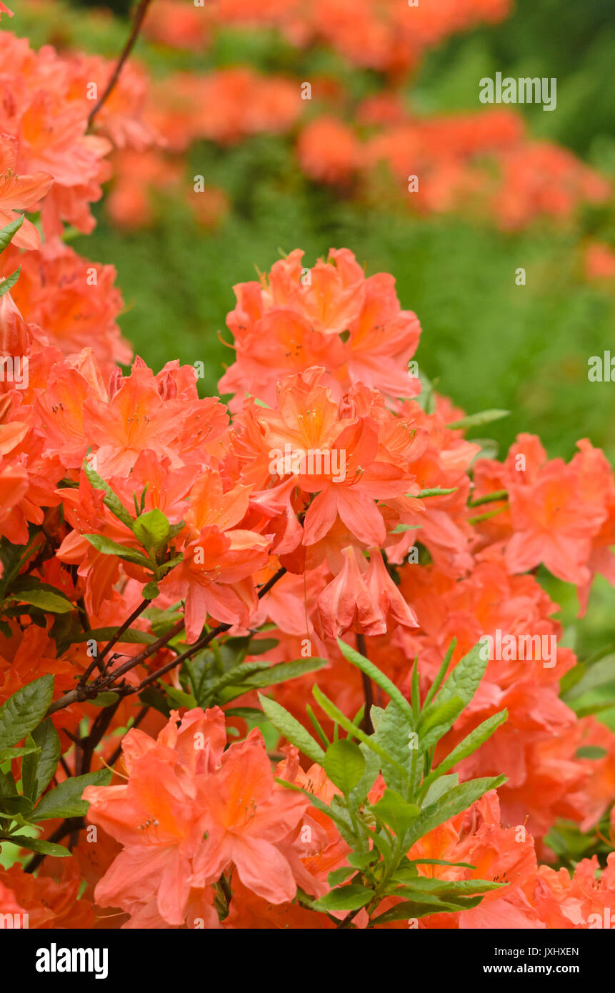 Japanese azalea (Rhododendron japonicum Stock Photo - Alamy