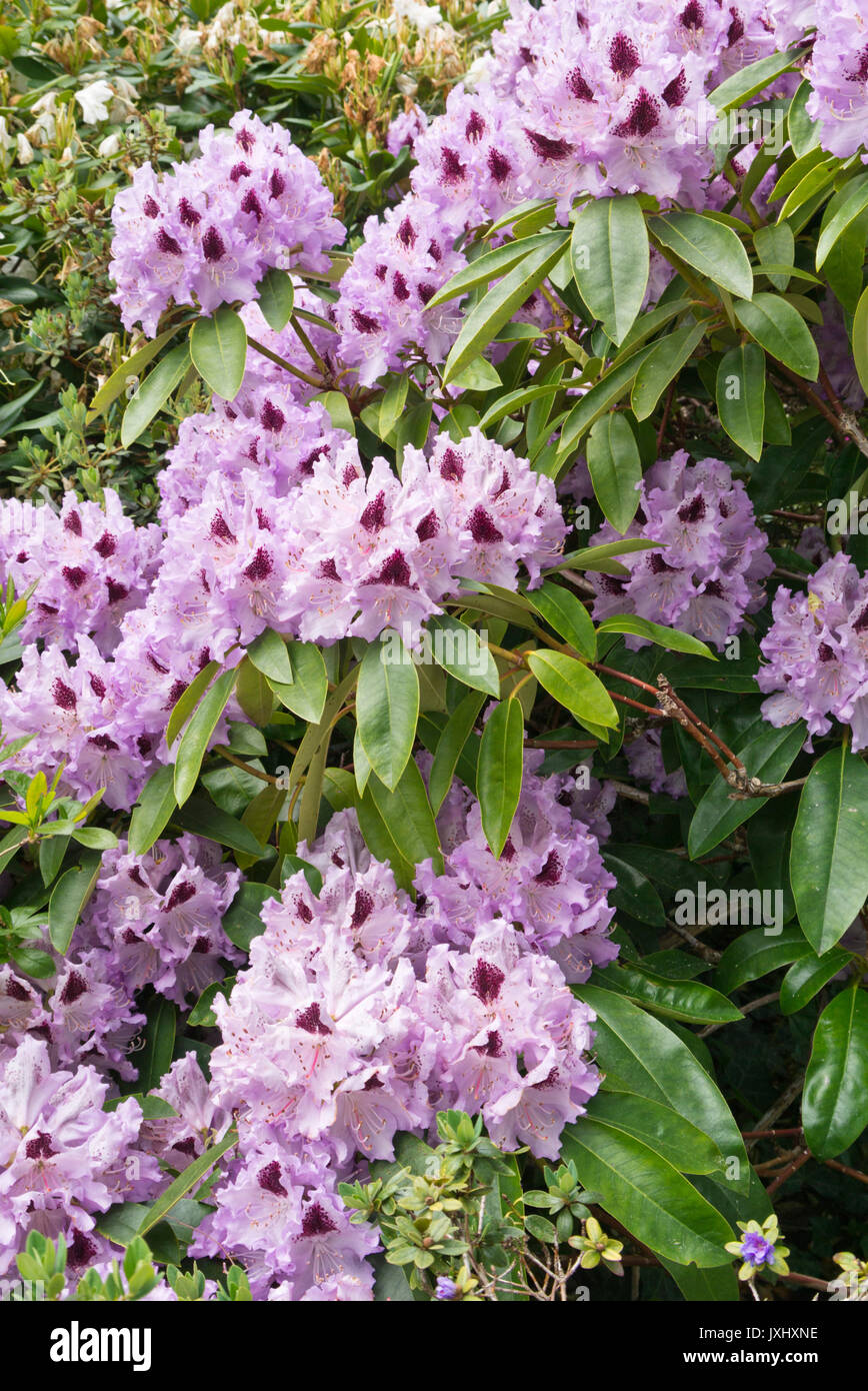 Large-flowered rhododendron hybrid (Rhododendron Alfred) Stock Photo