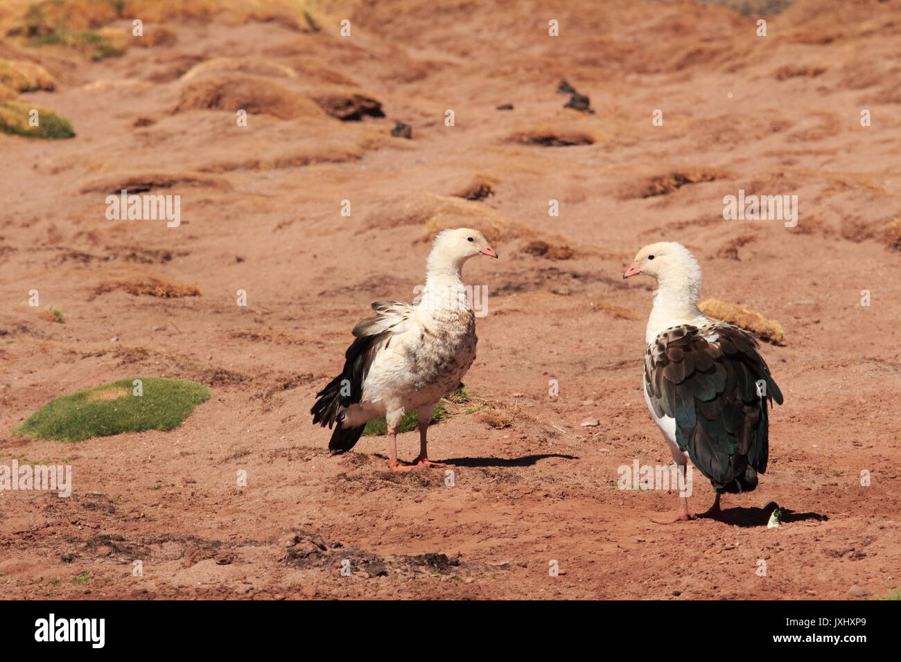 Couple d'ouettes des Andes dans le désert chilien aux  alentours de San Pedro de Atacama -   -   - Stock Photo