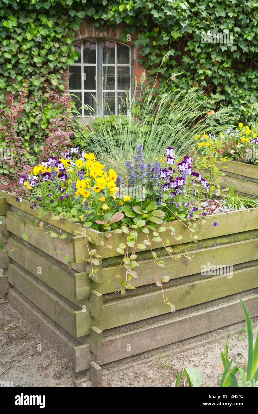 Violets (Viola) and bugles (Ajuga) in a raised bed Stock Photo