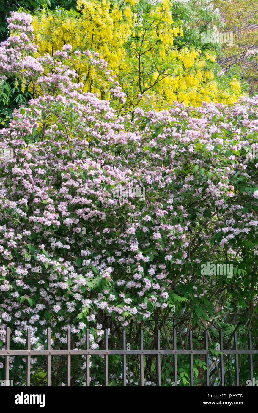 Common laburnum (Laburnum anagyroides) and beauty bush (Kolkwitzia amabilis) Stock Photo