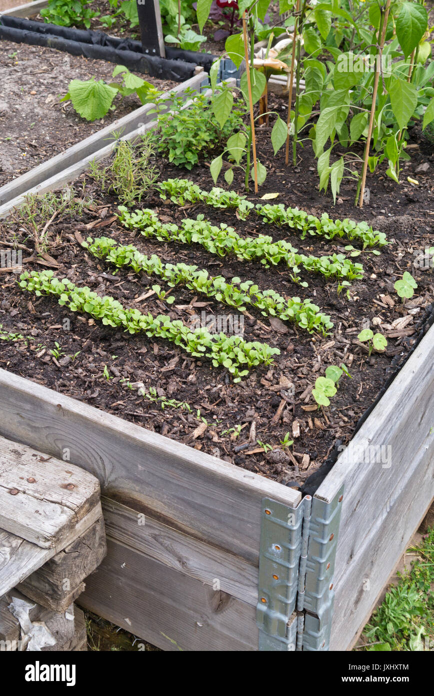 Seedlings in a raised bed Stock Photo Alamy
