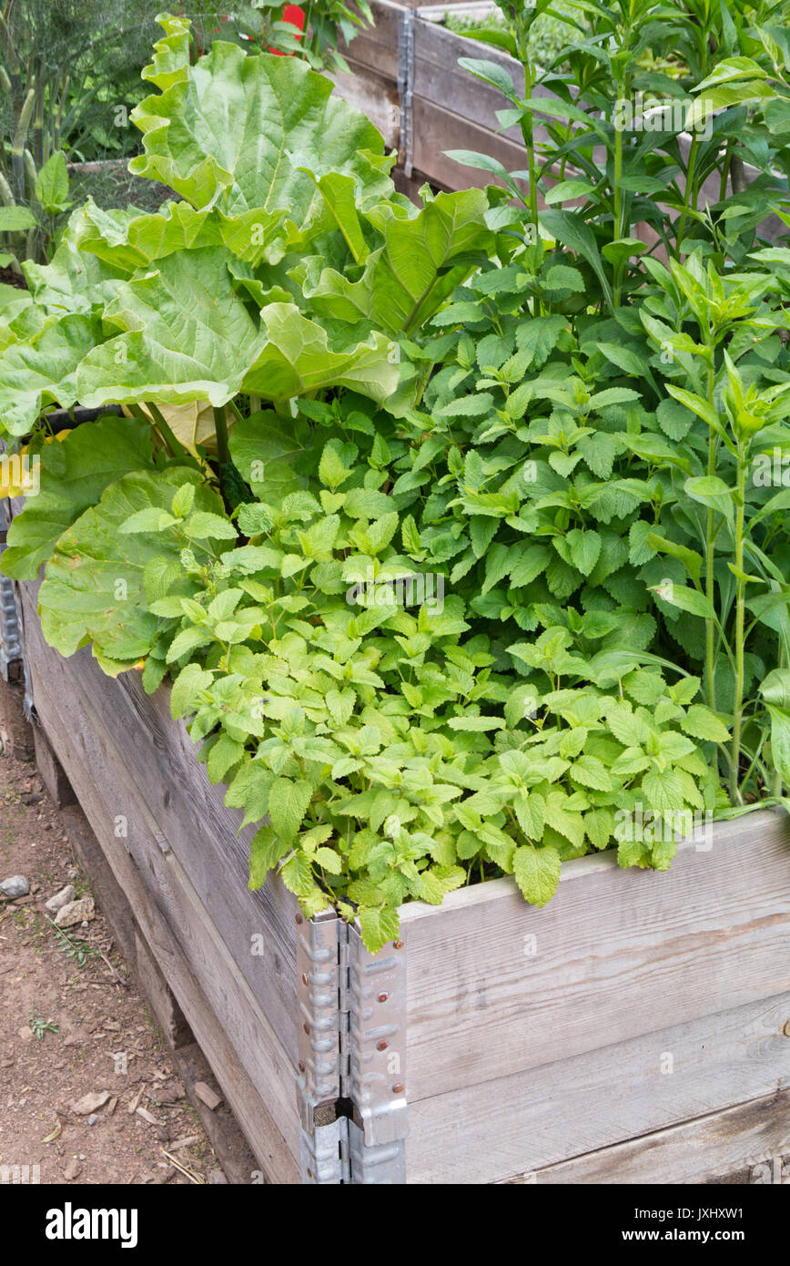 Lemon balm (Melissa officinalis) in a raised bed Stock Photo