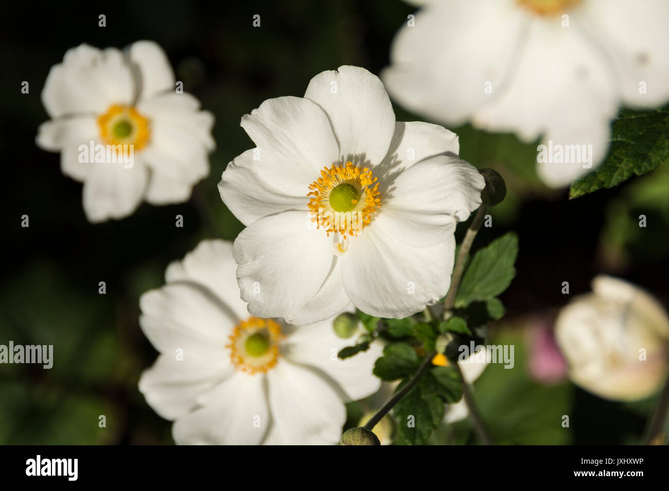Honorine Jobert or Japanese Anemones Stock Photo - Alamy