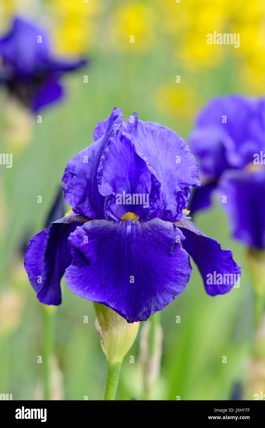 Tall bearded iris (Iris barbata elatior 'Pledge Allegiance') Stock Photo
