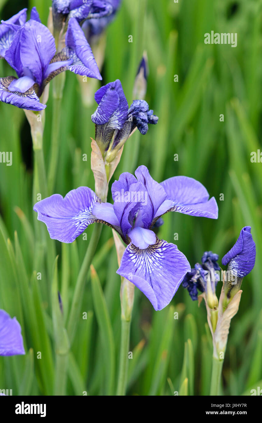 Siberian iris (Iris sibirica 'Blue Cape') Stock Photo