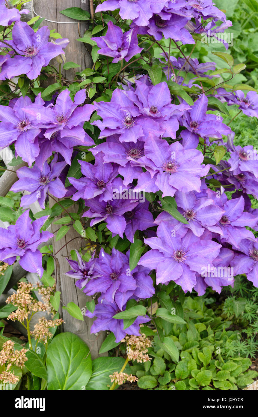Clematis (Clematis The President) Stock Photo