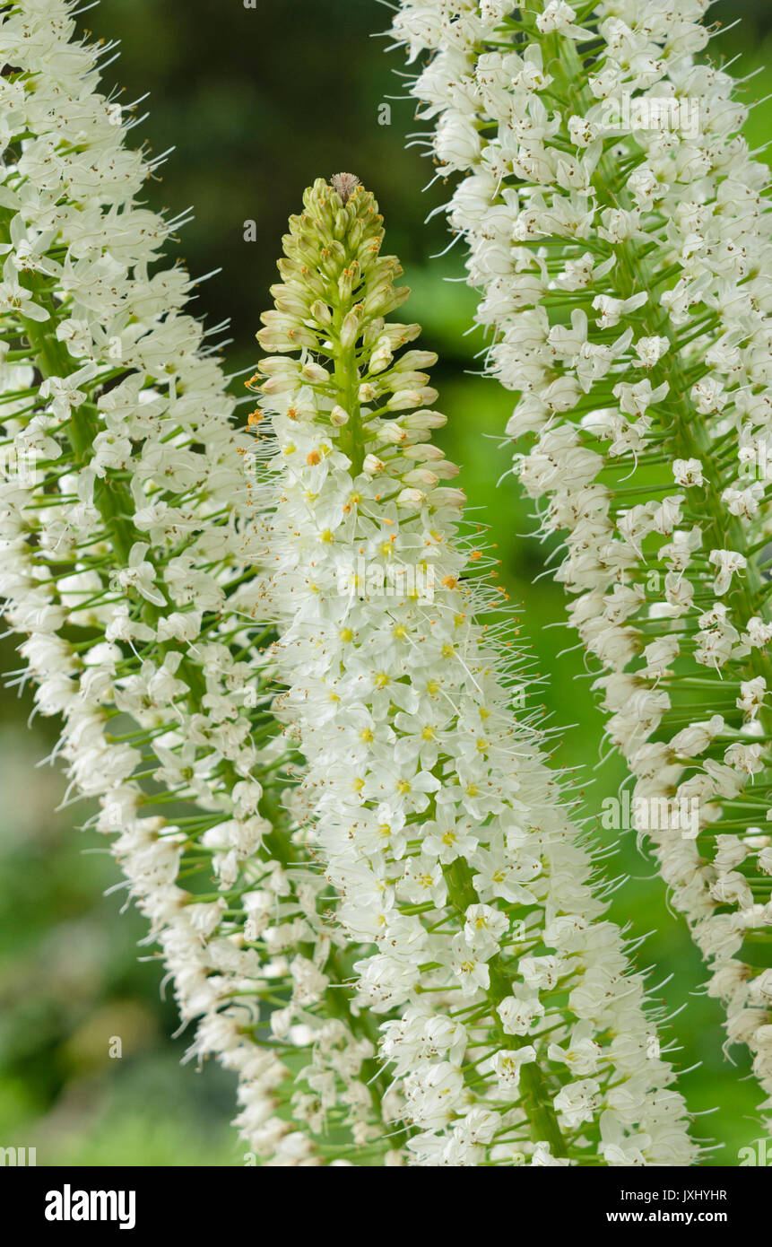 Foxtail lily (Eremurus himalaicus) Stock Photo