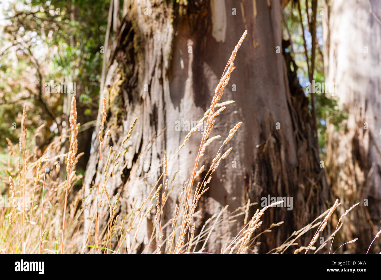 Australian grass seeds hires stock photography and images Alamy
