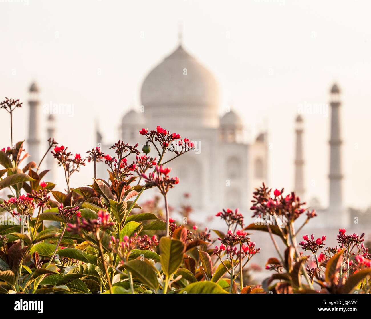 The Taj Mahal seen from the North across the Yamuna River in the afternoon, Agra, India. Stock Photo