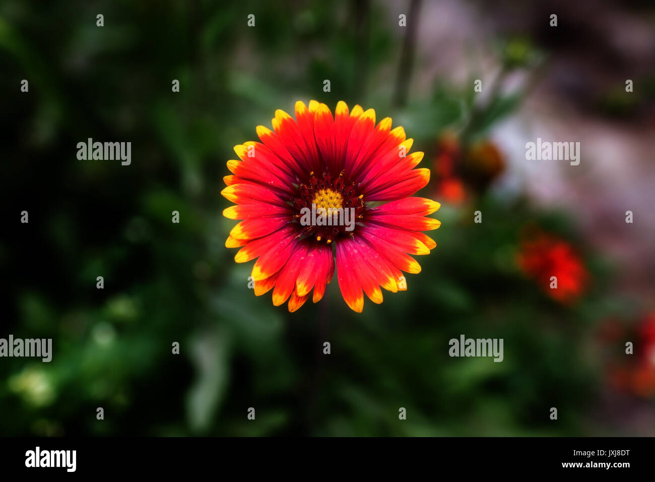 Flowers in leh Ladakh, Jammu and Kashmir, India Stock Photo Alamy
