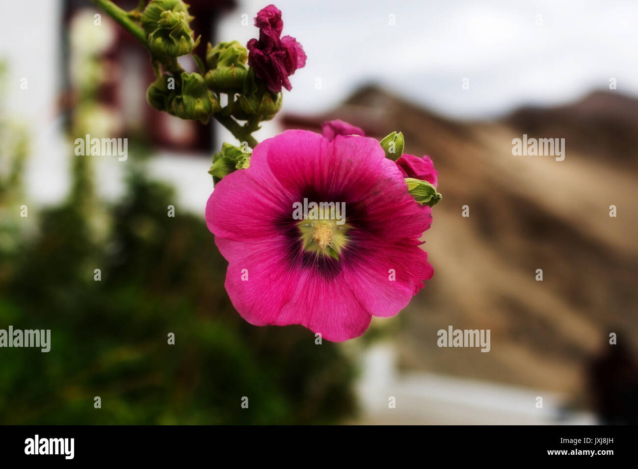 Flowers in leh Ladakh, Jammu and Kashmir, India Stock Photo Alamy