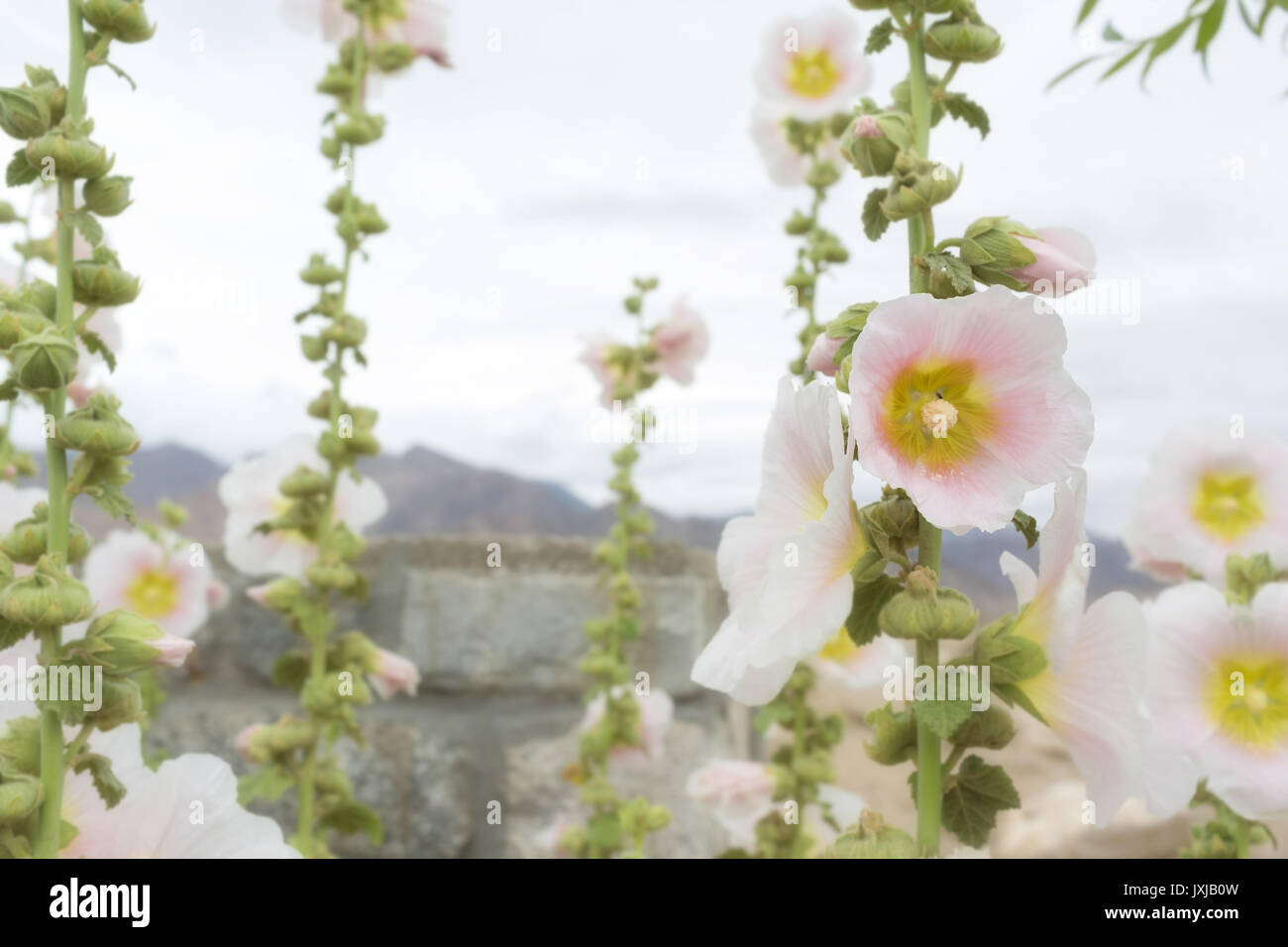 Flowers in leh Ladakh, Jammu and Kashmir, India Stock Photo Alamy