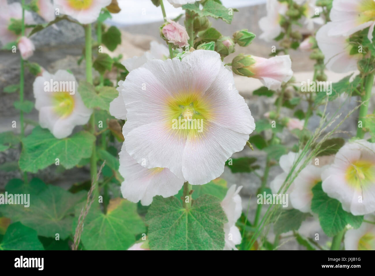 Flowers in leh Ladakh, Jammu and Kashmir, India Stock Photo Alamy