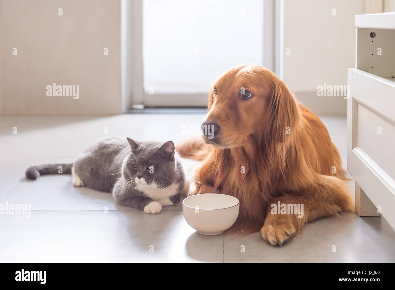 British Shorthair Cats And Golden Retriever Stock Photo 154073416