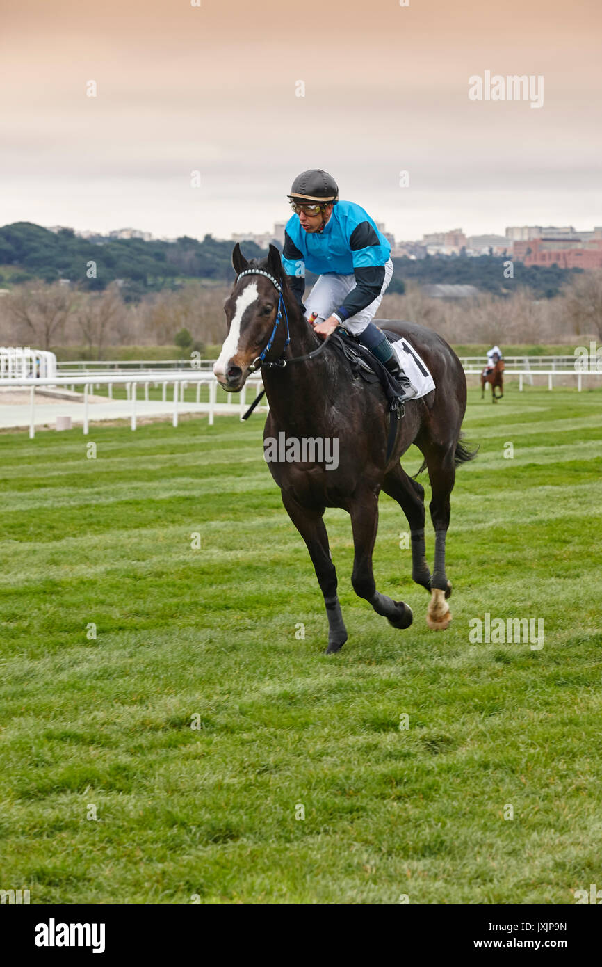 Horse race training. Competition sport. Hippodrome. Winner. Speed ...
