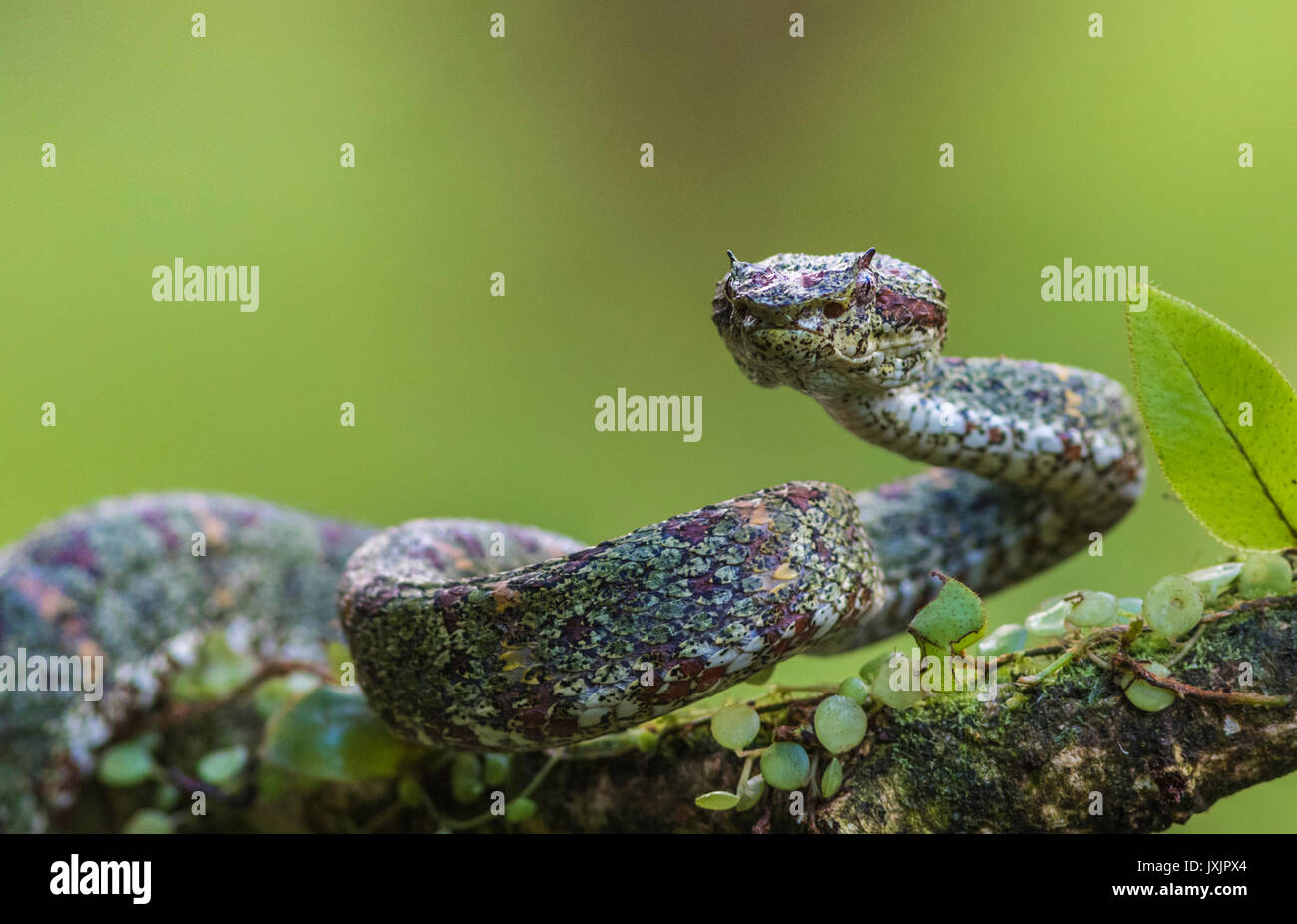 Eyelash viper, Bothriechis schlegelii lying in a tree looking at the camera at Laguna del lagarto, Boca Tapada, San Carlos, Costa Rica Stock Photo