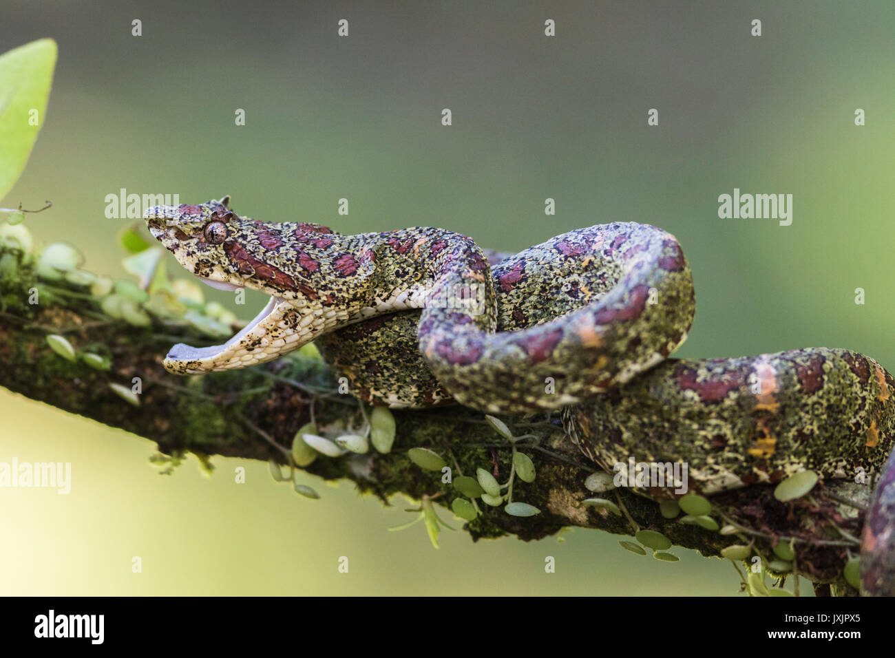 Eyelash viper, Bothriechis schlegelii lying in a tree with open mouth at Laguna del lagarto, Boca Tapada, San Carlos, Costa Rica Stock Photo