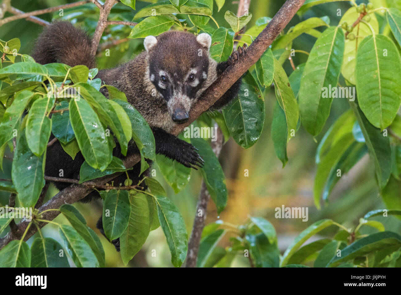 White-nosed coati, Nasua narica, climbing a tree, Laguna del Lagarto, Boca Tapada, san Carlos, Costa Rica Stock Photo