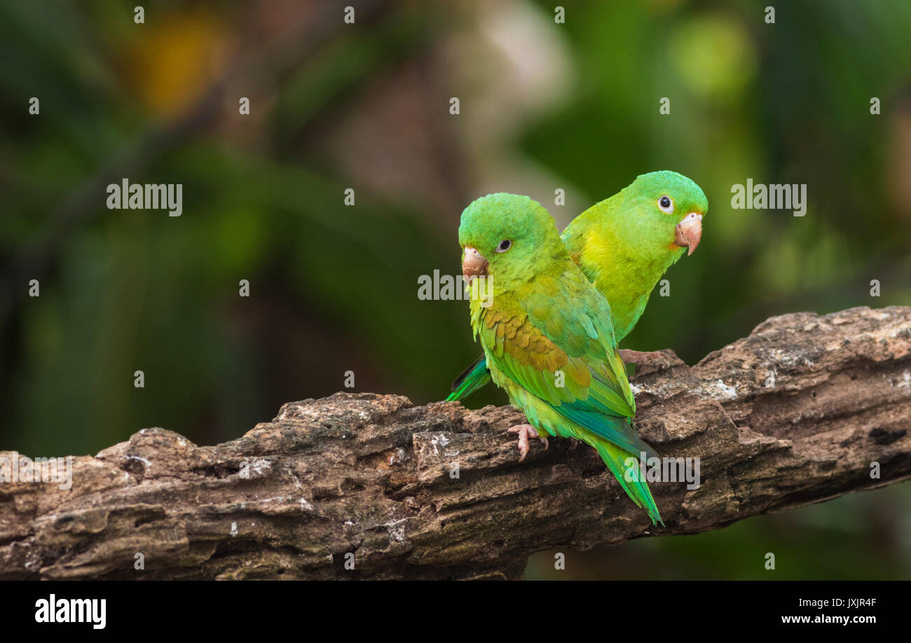Two Orange-chinned parakeet, Brotogeris jugularis, sitting in a tree in rainforest at Laguna del Lagarto, Boca Tapada, san Carlos, Costa Rica Stock Photo
