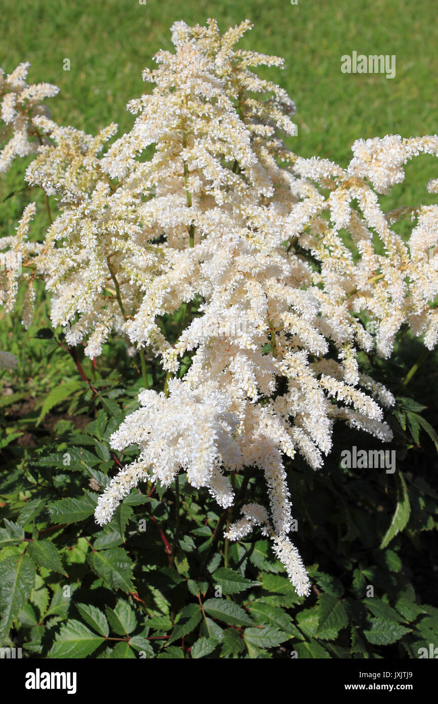 False Spirea Astilbe snowdrift Stock Photo