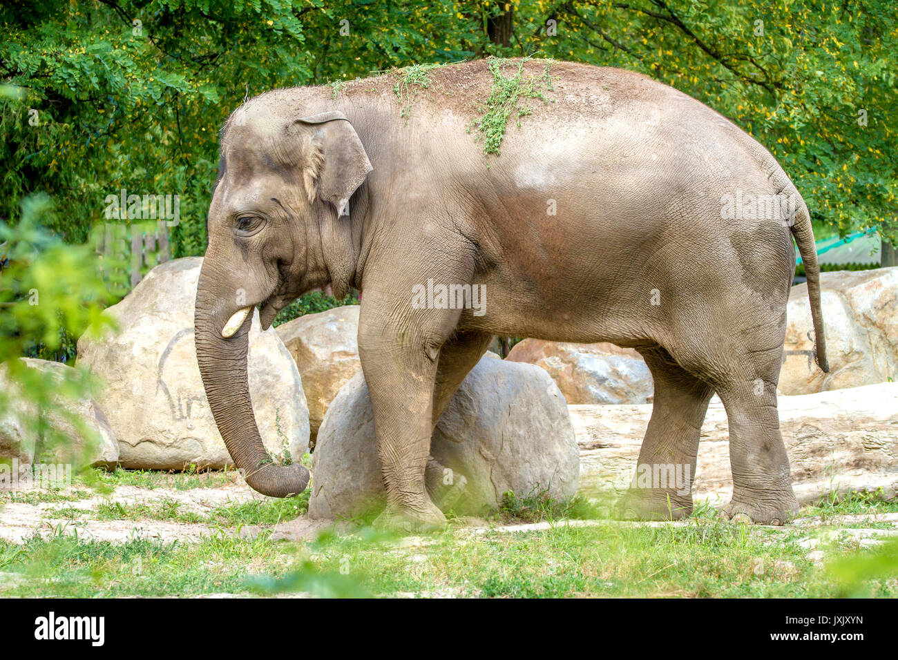 Elephant enclosure zoo hires stock photography and images Alamy