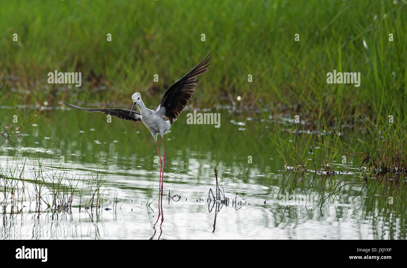 Water birds of india hi-res stock photography and images - Alamy