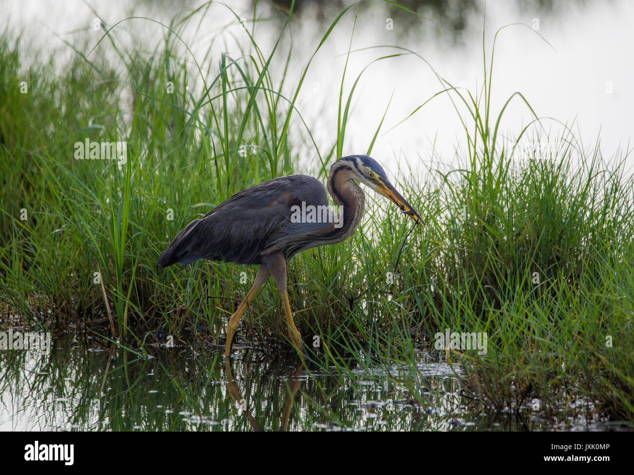 Purple Heron with catch in a paddy field Stock Photo