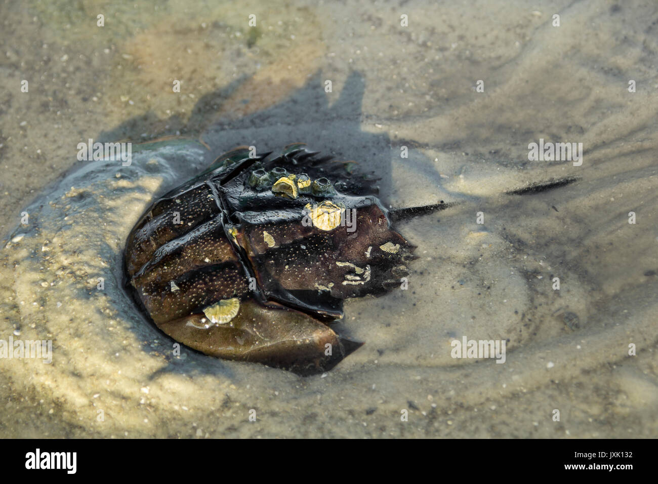 Horseshoe crab (known as Belangkas) crawling on the beach of Belitung Island Stock Photo