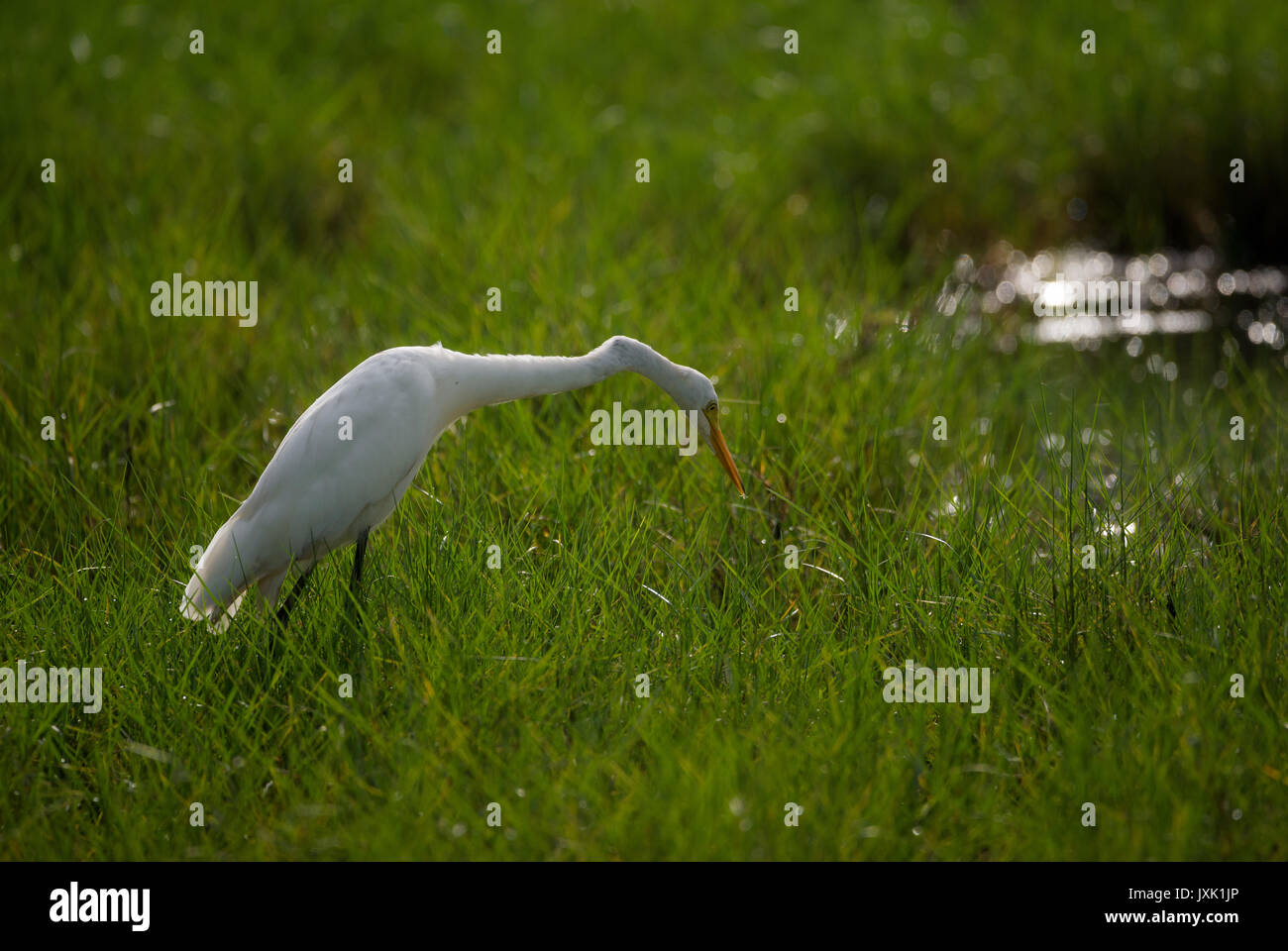 Great White Egret in a paddy field Stock Photo