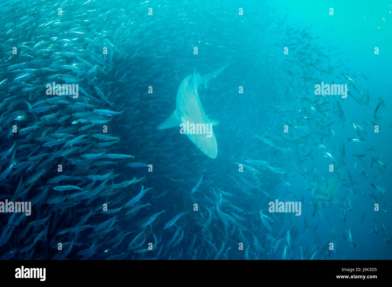 Sardine run shark hi-res stock photography and images - Alamy