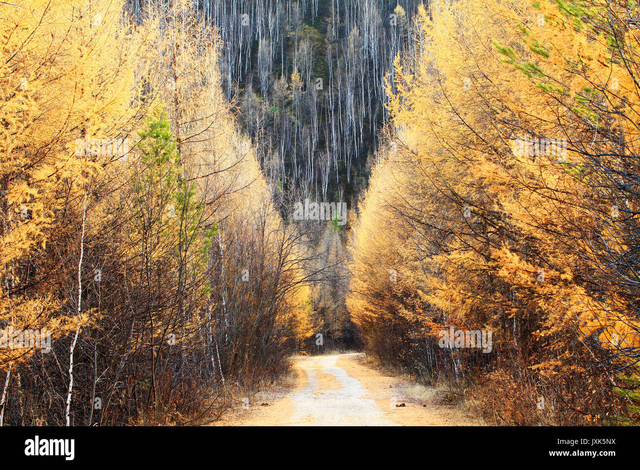 Greater Khingan Range autumn of Heilongjiang Province,China Stock Photo
