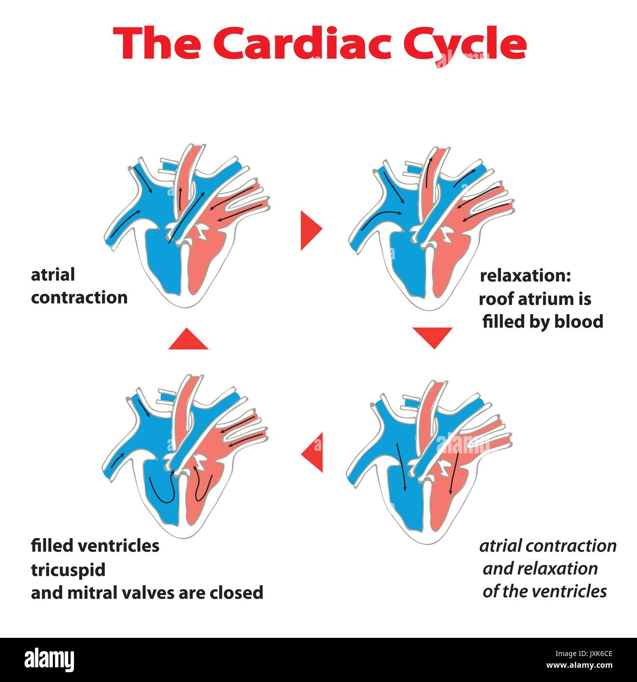 heart cardiac cyrcle education vector infographic Stock Vector