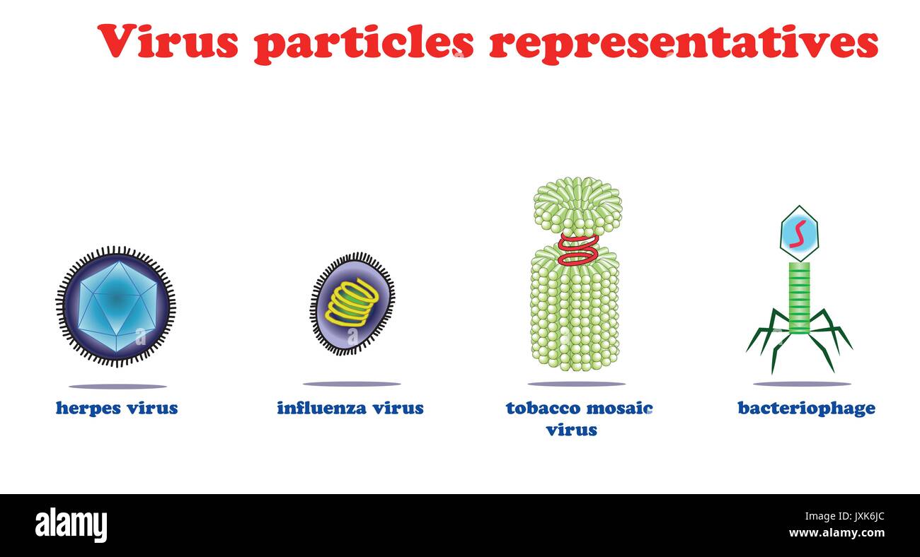 virus particles representatives vector illustration Stock Vector