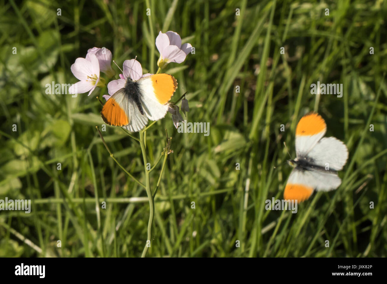 An orange tip-butterfly suckles on a flower Stock Photo