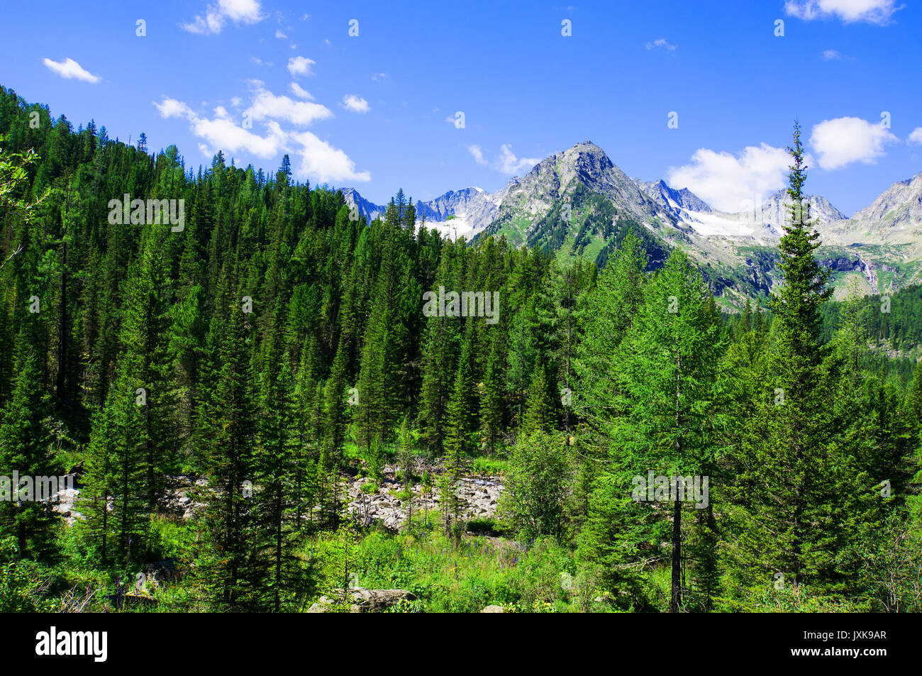 Spruce forest on the hillside meadow in High Tatras mountain ridge ...