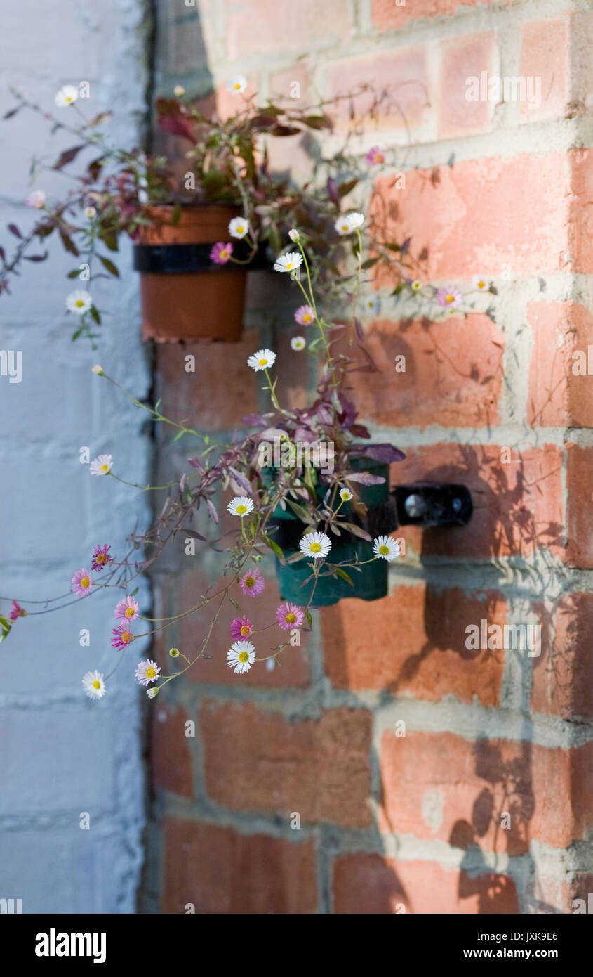 Erigeron karvinskianus. Fleabane flowers growing in pots against a red brick wall. Stock Photo