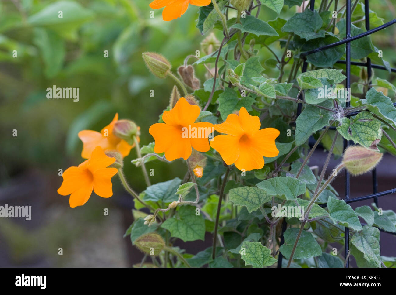 Thunbergia gregorii. Orange clockvine flower growing on a wire frame. Stock Photo