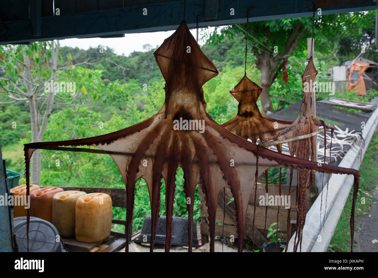 Dried octopus hires stock photography and images Alamy