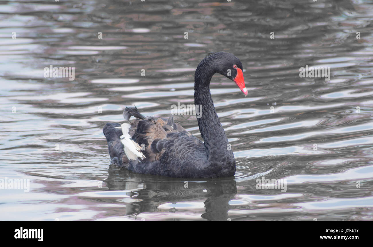 Mini Swans Mini swans hi-res stock photography and images - Alamy