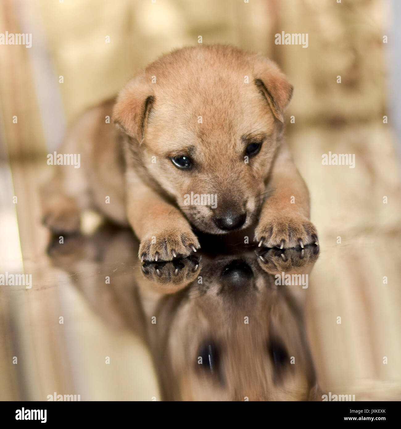 The domestic dog is lying on the floor Stock Photo
